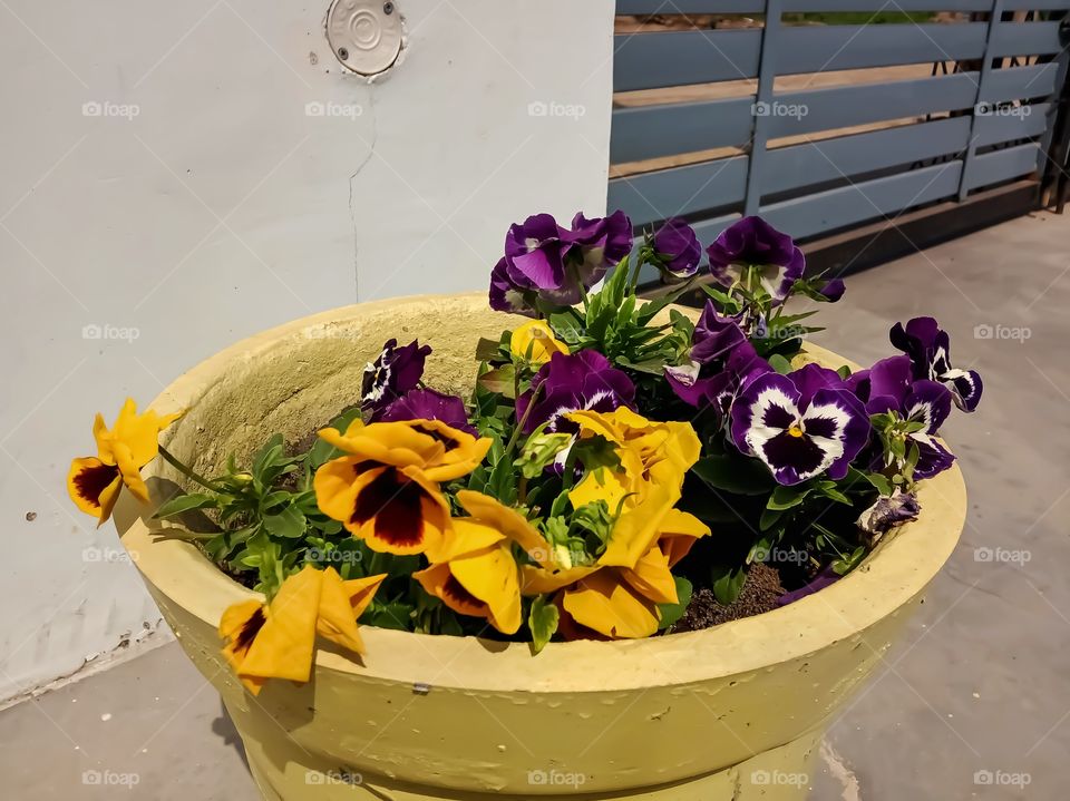 Beautiful pansy flower awesome image india