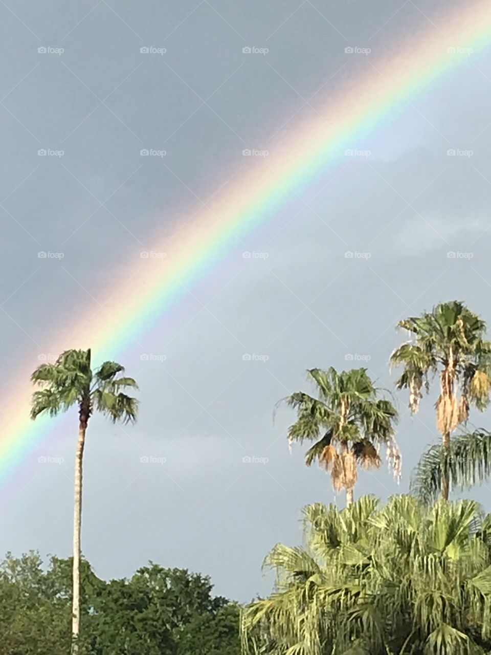 Vivid rainbow with tropical palm tree