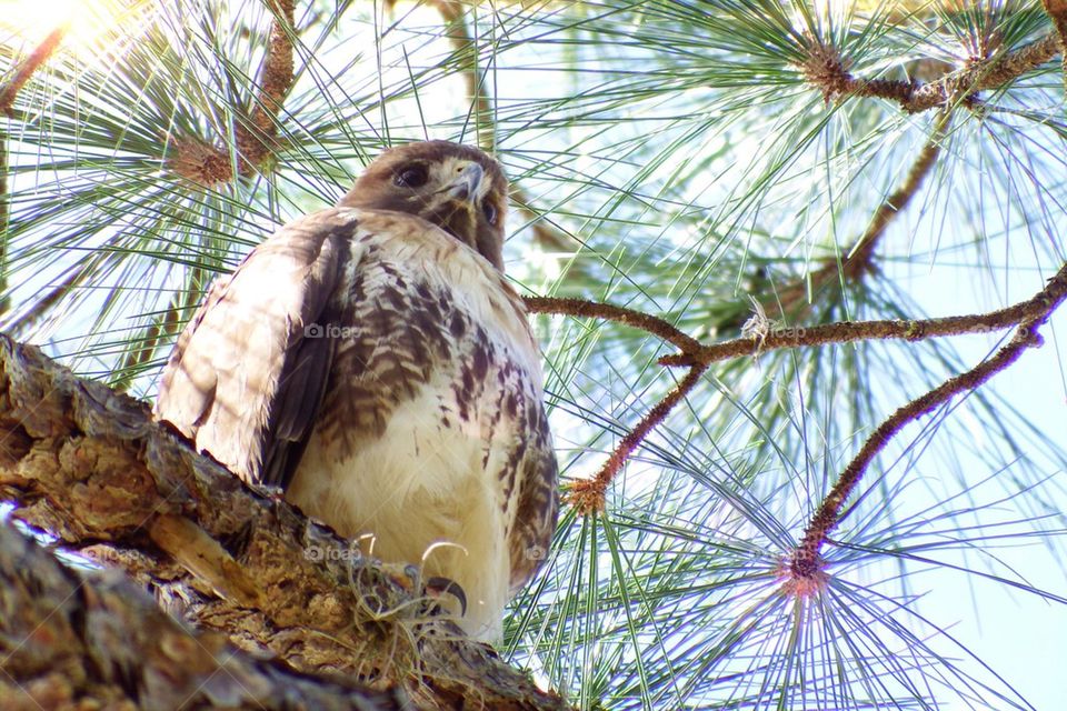 Baby hawk