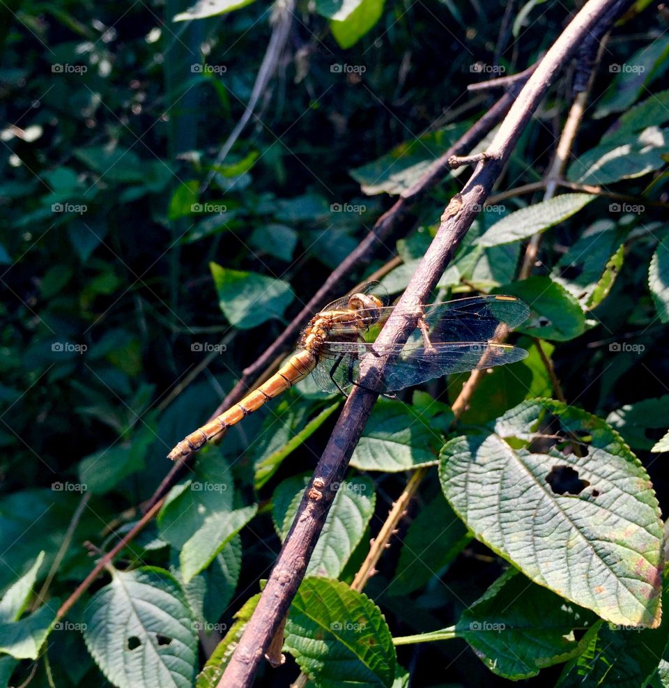 A dragonfly enjoys the afternoon sun in the hills of Ella, Sri Lanka.
