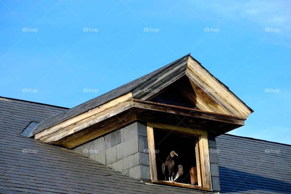 Buzzard in the Window
