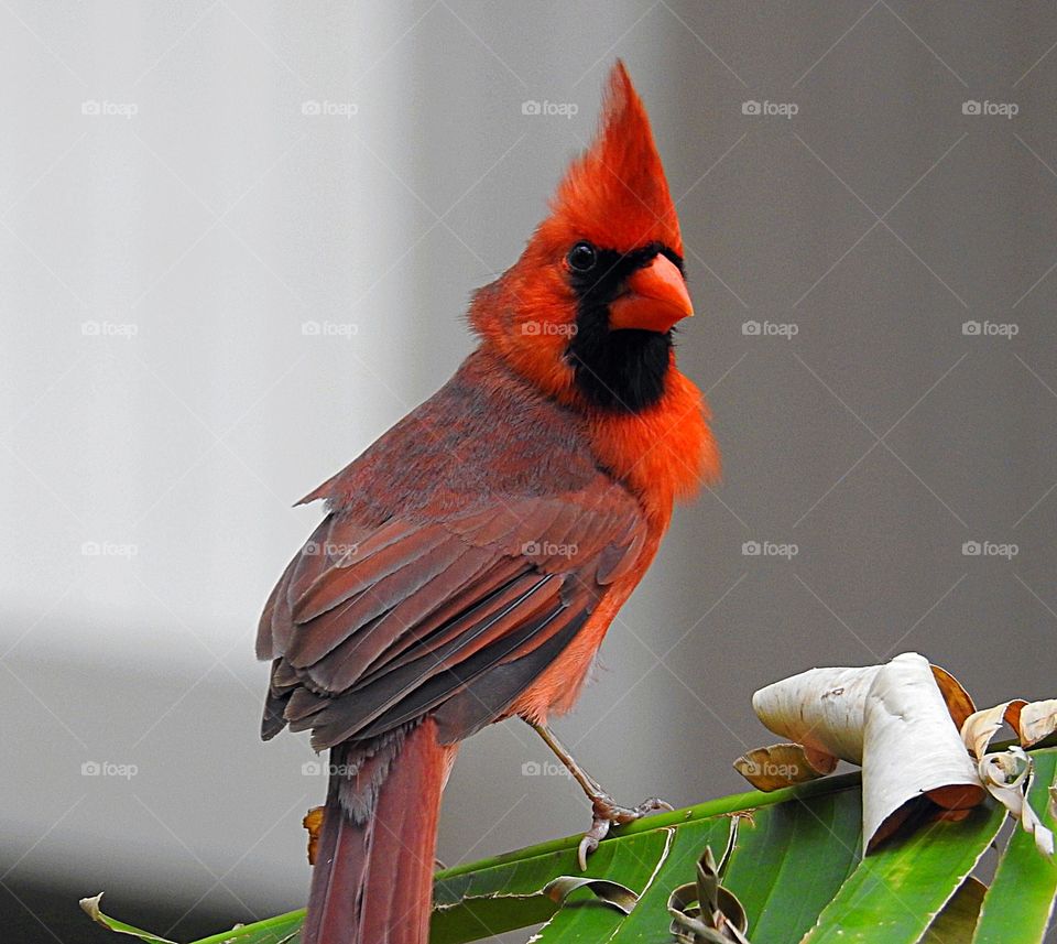 Cardinal