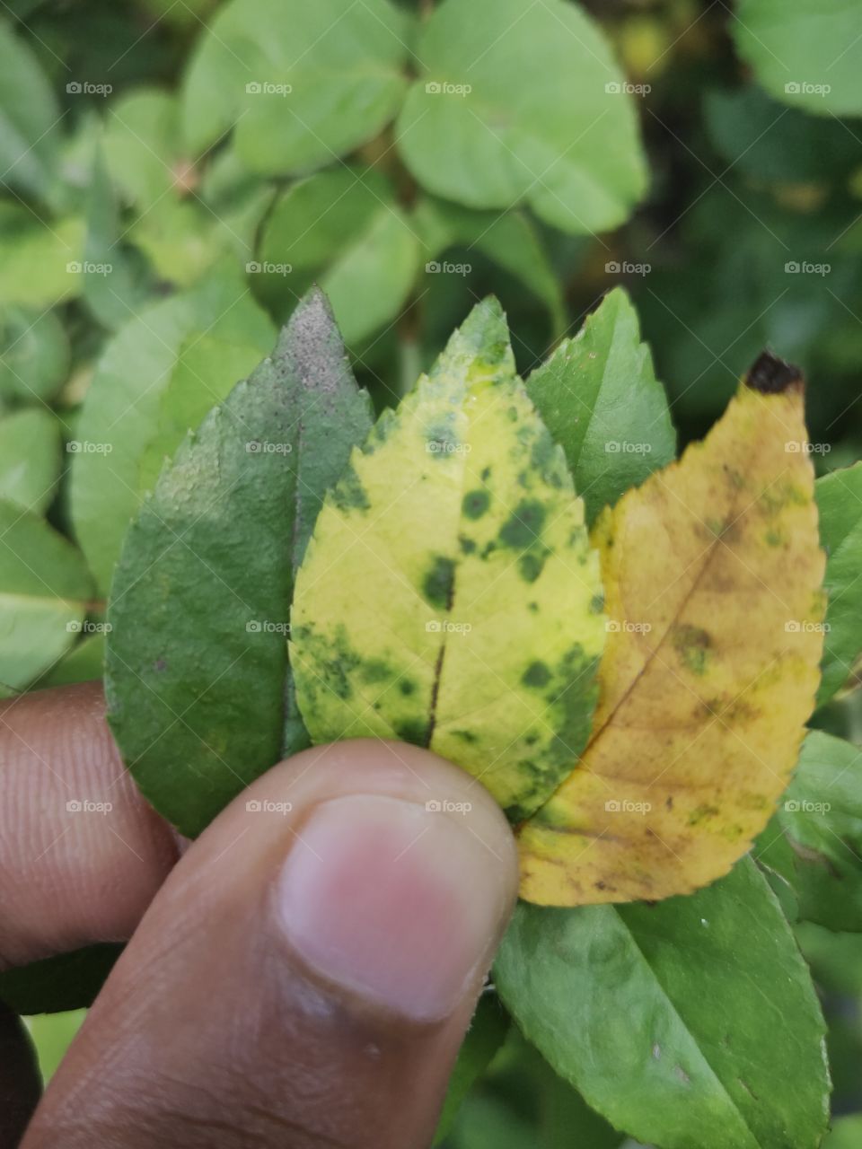 first signs of an autumn.