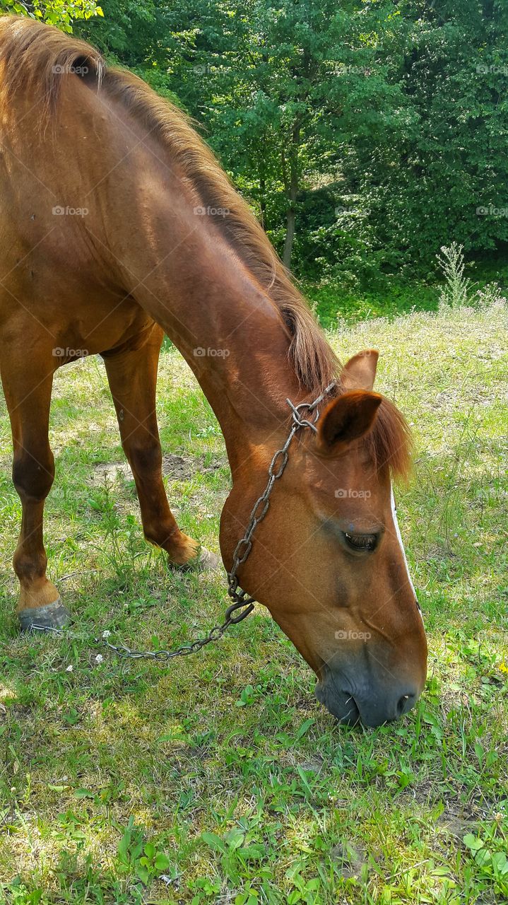 Mare, Horse, Cavalry, Stallion, Mammal