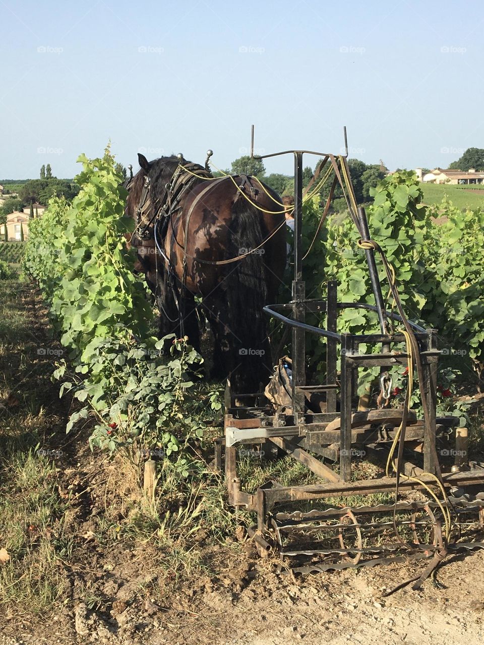 By a hike in countryside, horses weeding a biological vineyard 