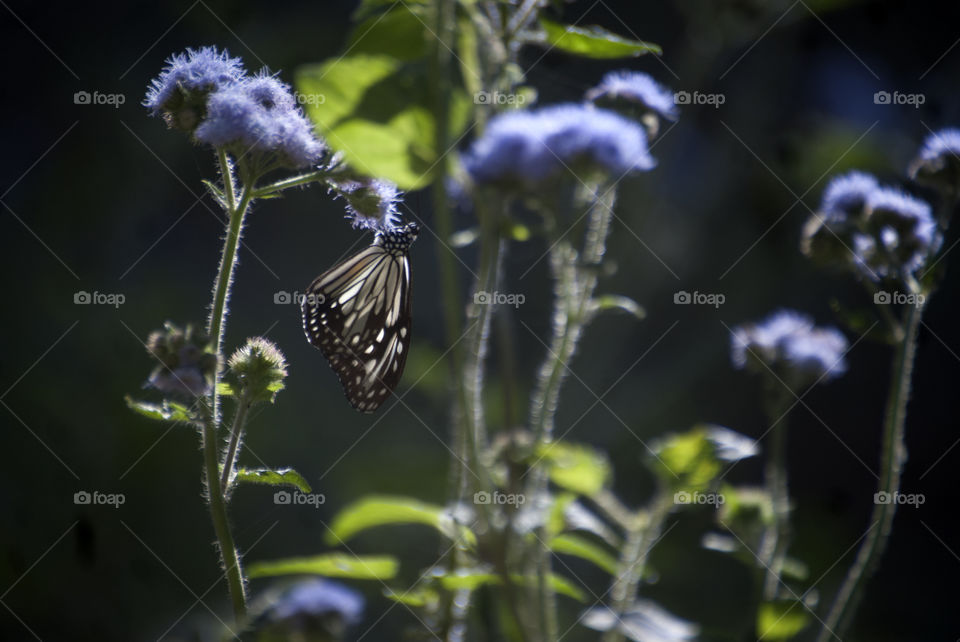 A butterfly enjoying the nectar from the  blue Billygoat weeds - a beautiful reminder of the transient nature of life.
