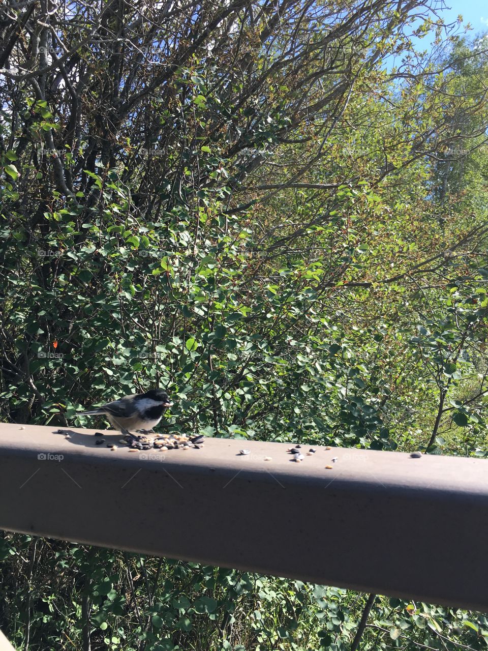 Tree, Bird, Nature, Wood, Garden