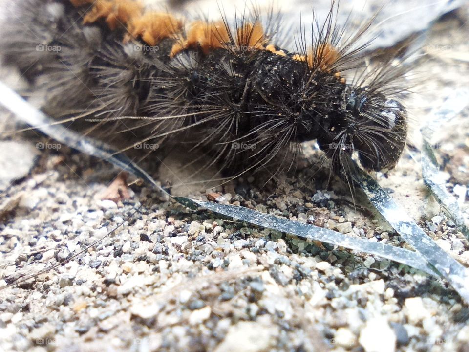 Orugas. Gusano. Gusanos.