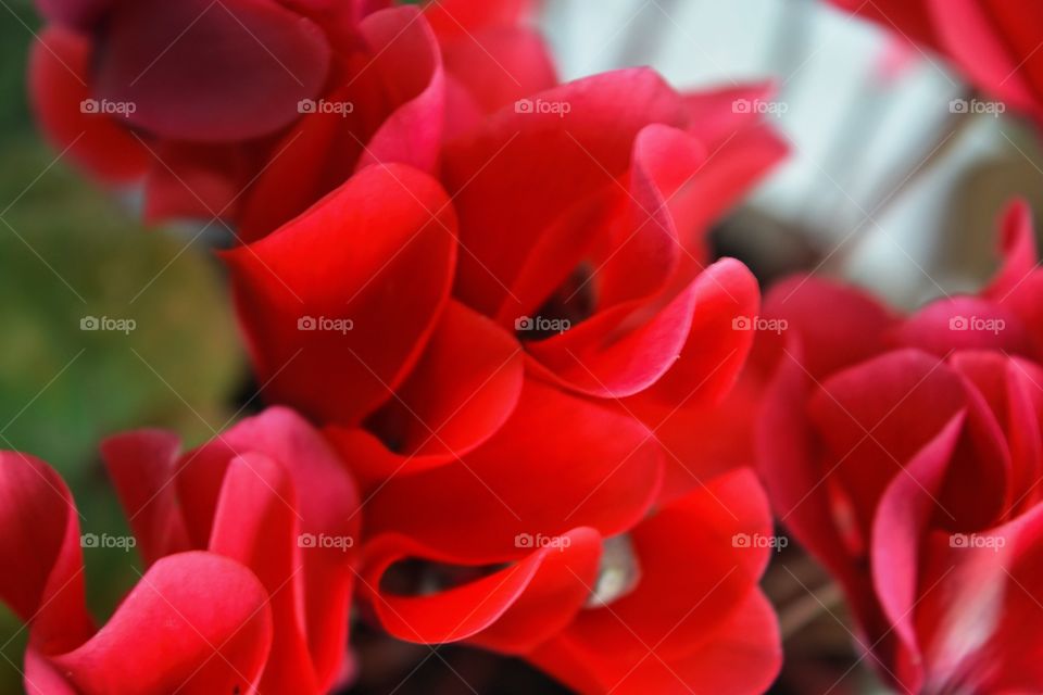 Closeup of red home flowers 