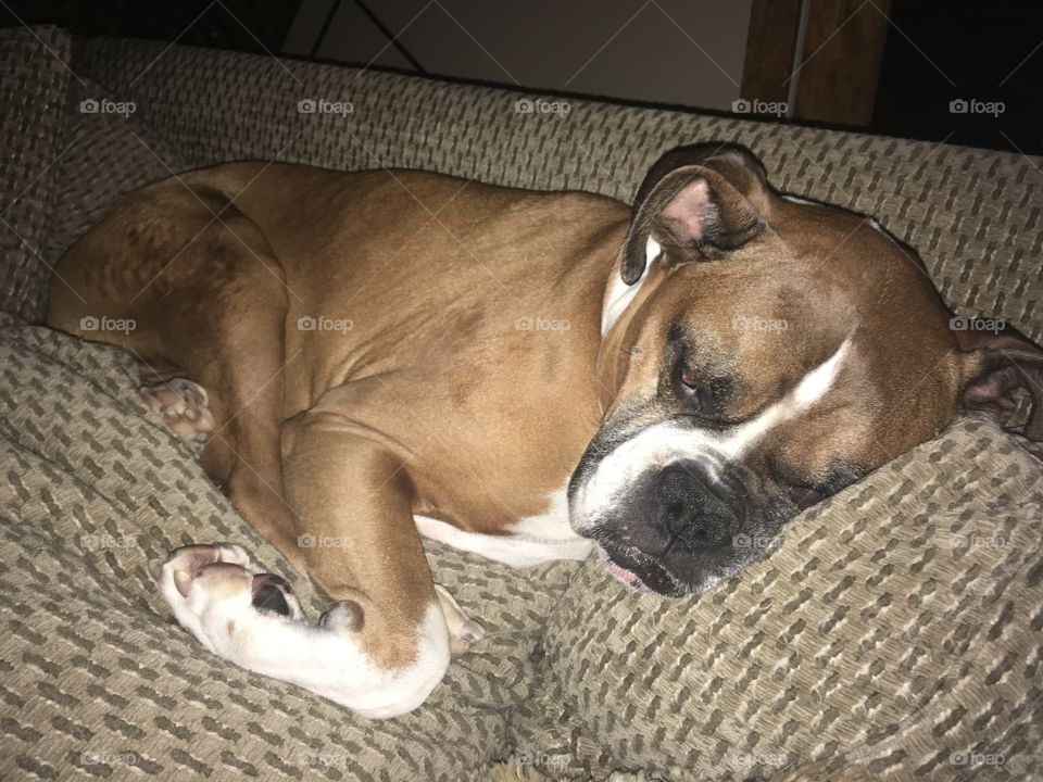 Sleeping boxer