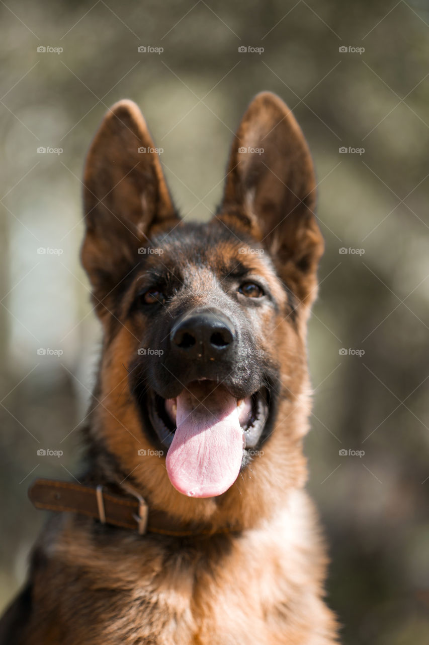Young German shepherd puppy portrait at autumn park