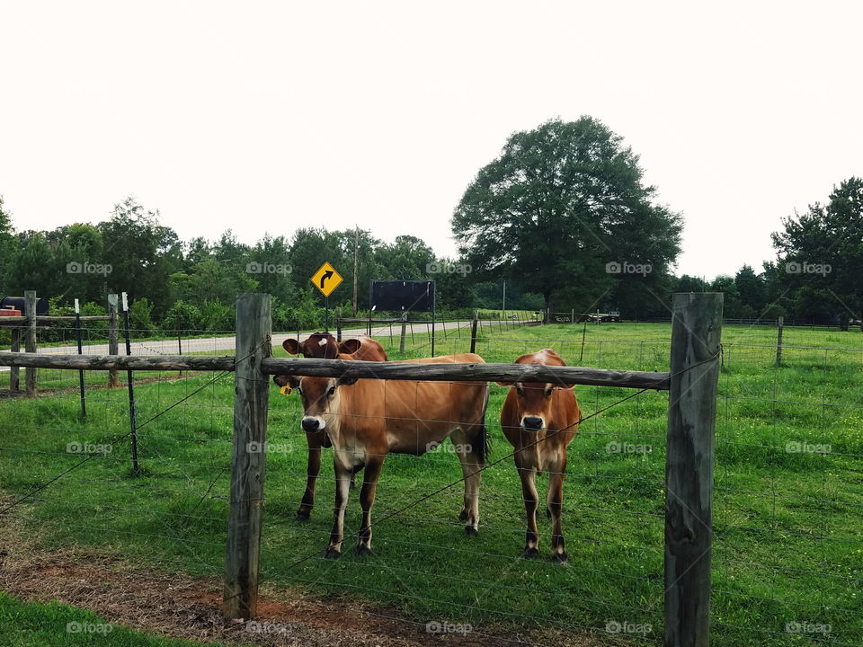 Baby Cows, GA, USA