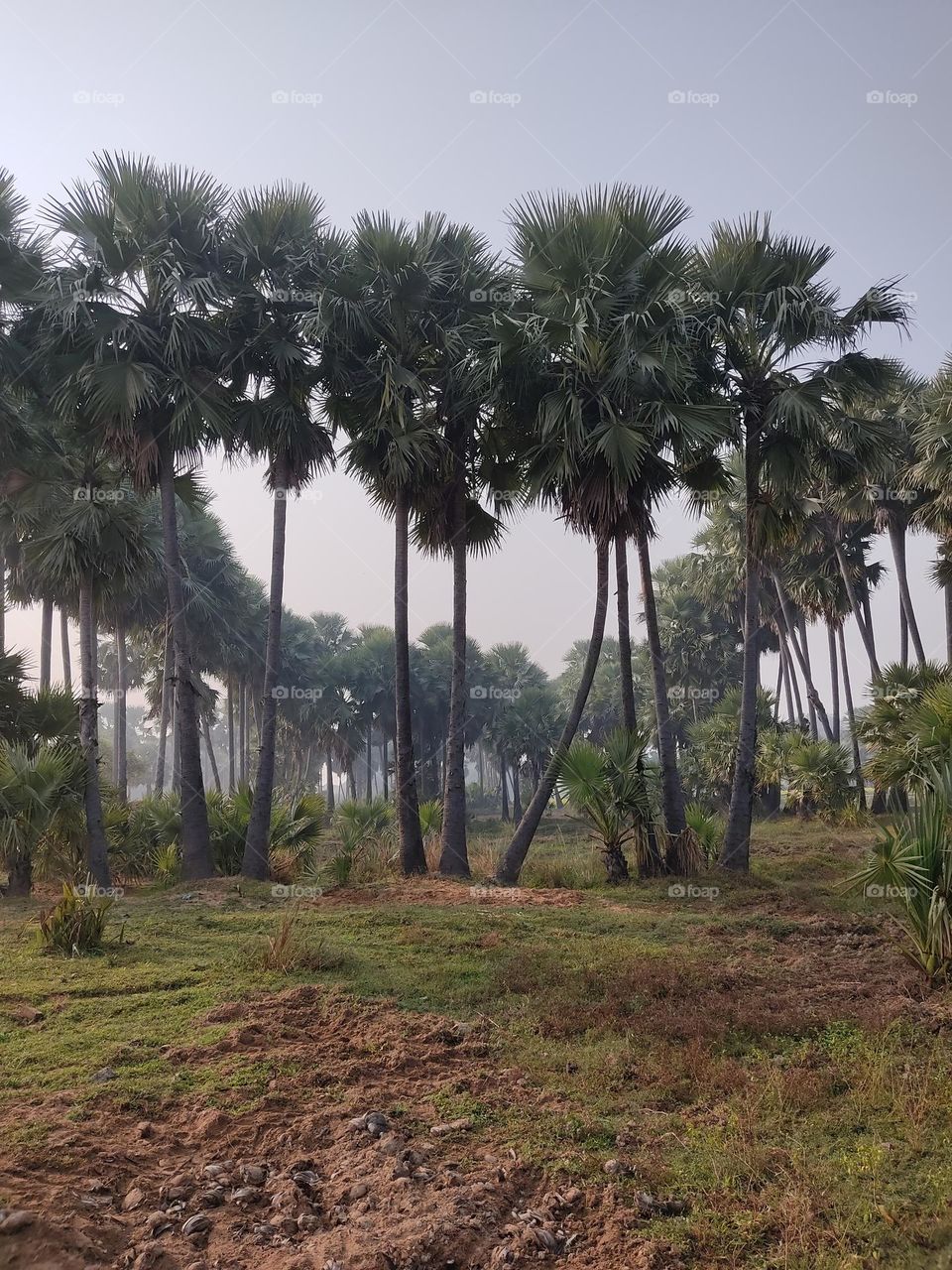 Beautiful😍 Palm Trees 🌴🌴🌴🌴🌴