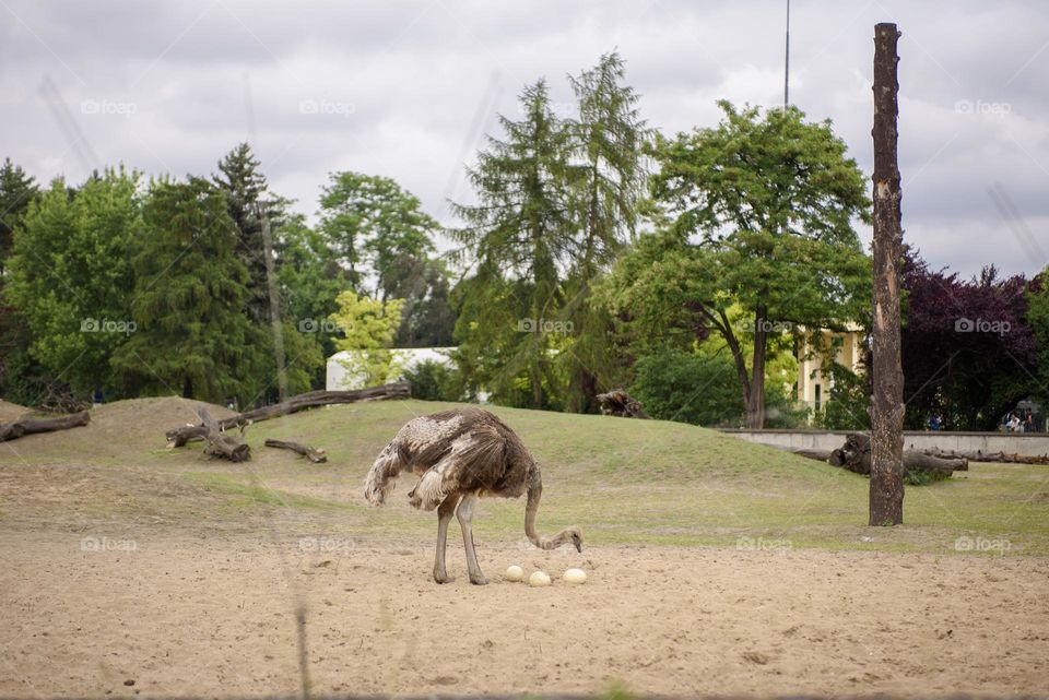 The ostrich makes a nest in the zoo. Animals in an artificial habitat.