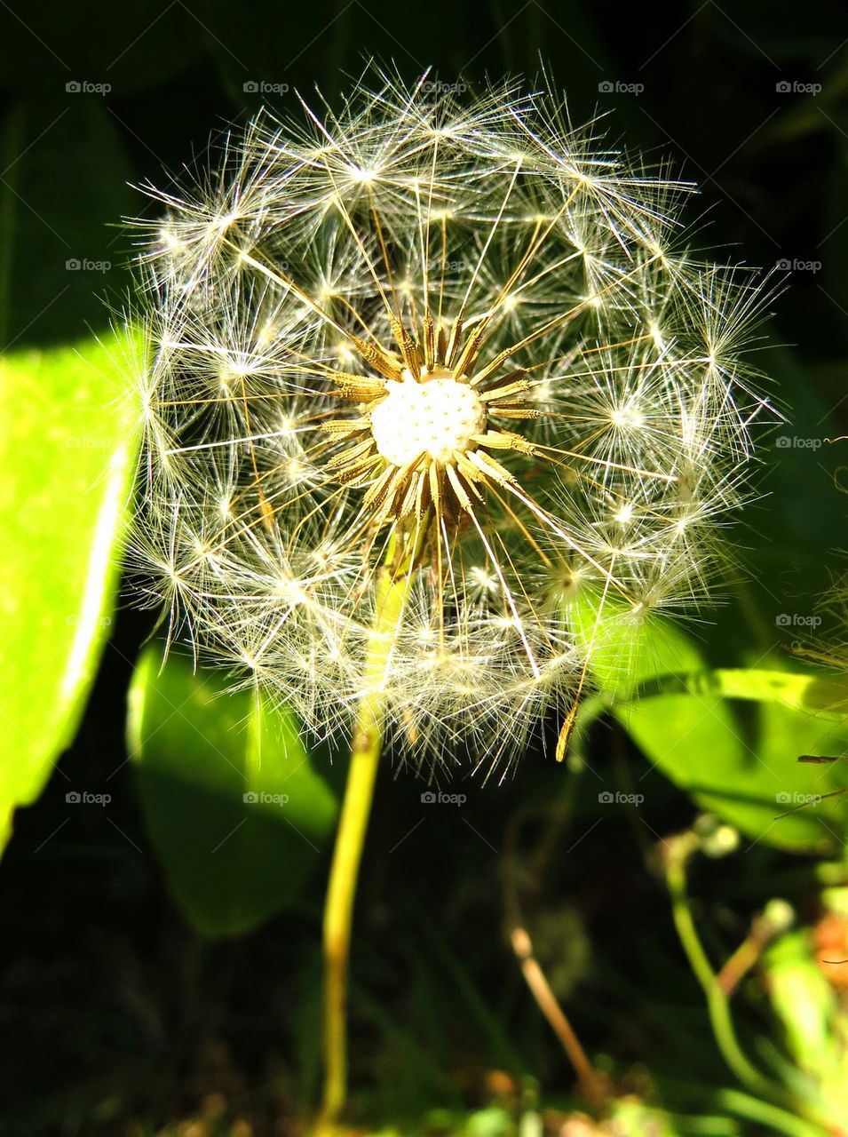 dandelion