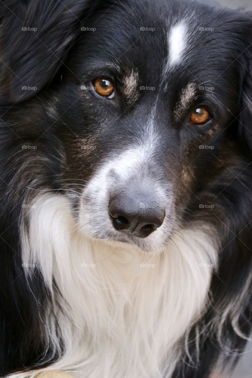 Closeup view border collie sheepdog headshot closeup facing camera intense focus 