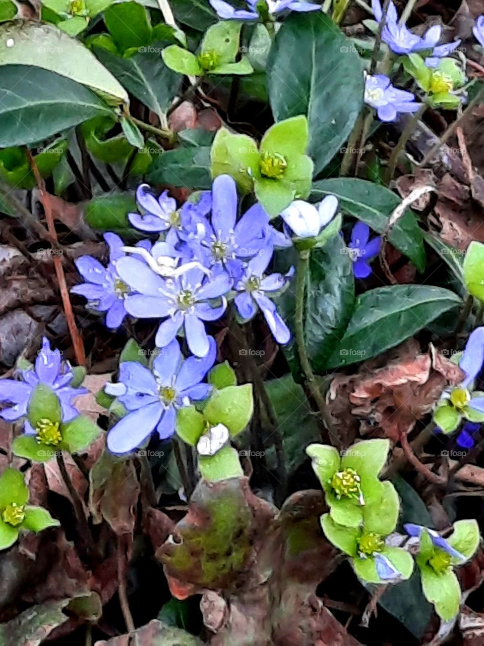 hepatica blue flowers in early spring