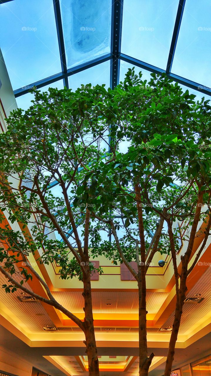 indoor tree