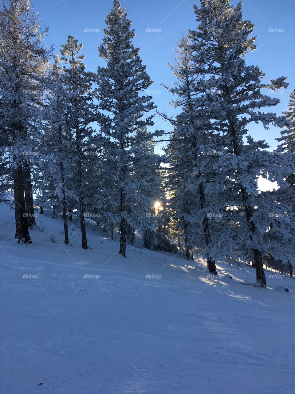 Sun through trees and snow