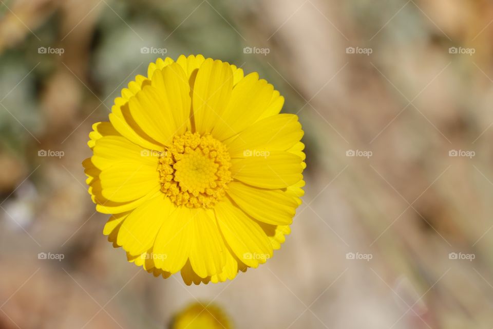 Close-up of yellow flower head