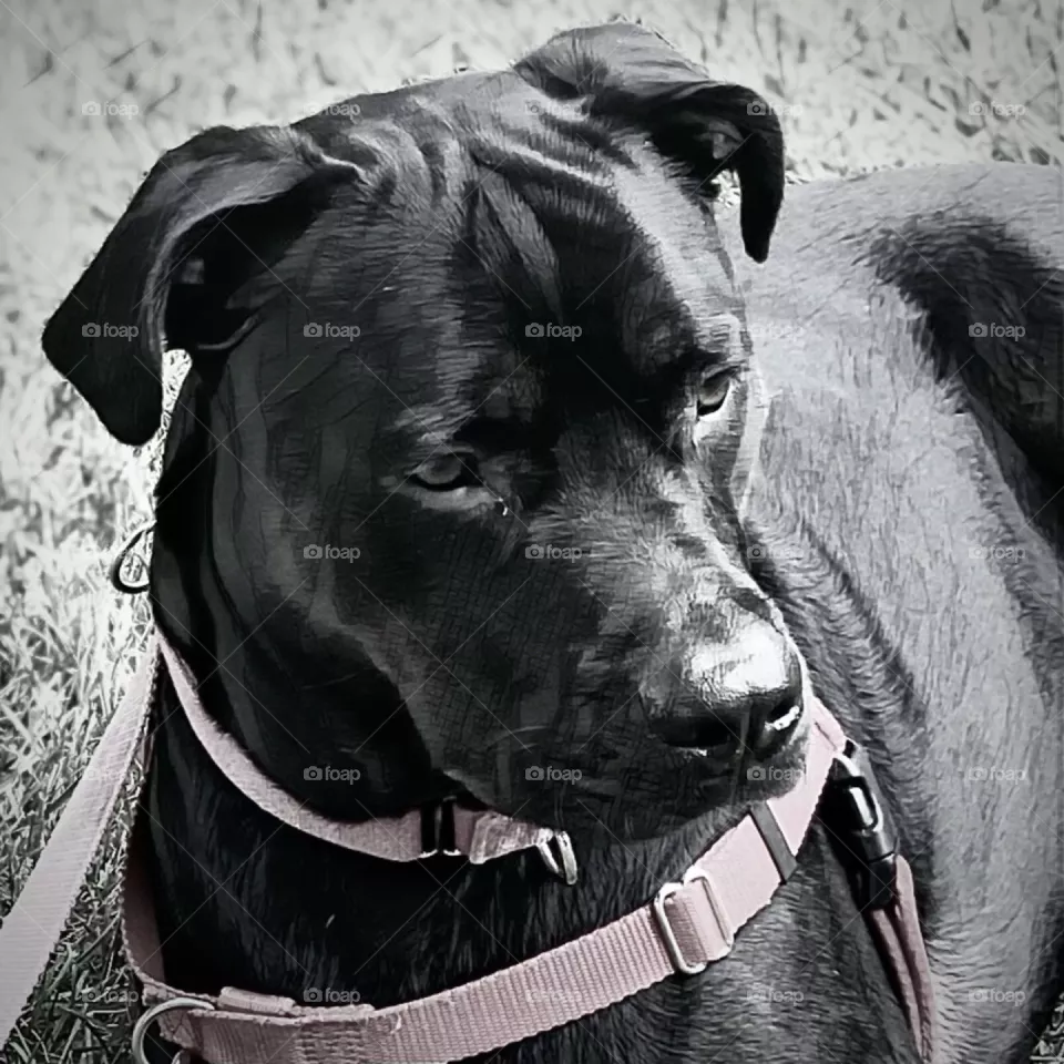 Black Dog