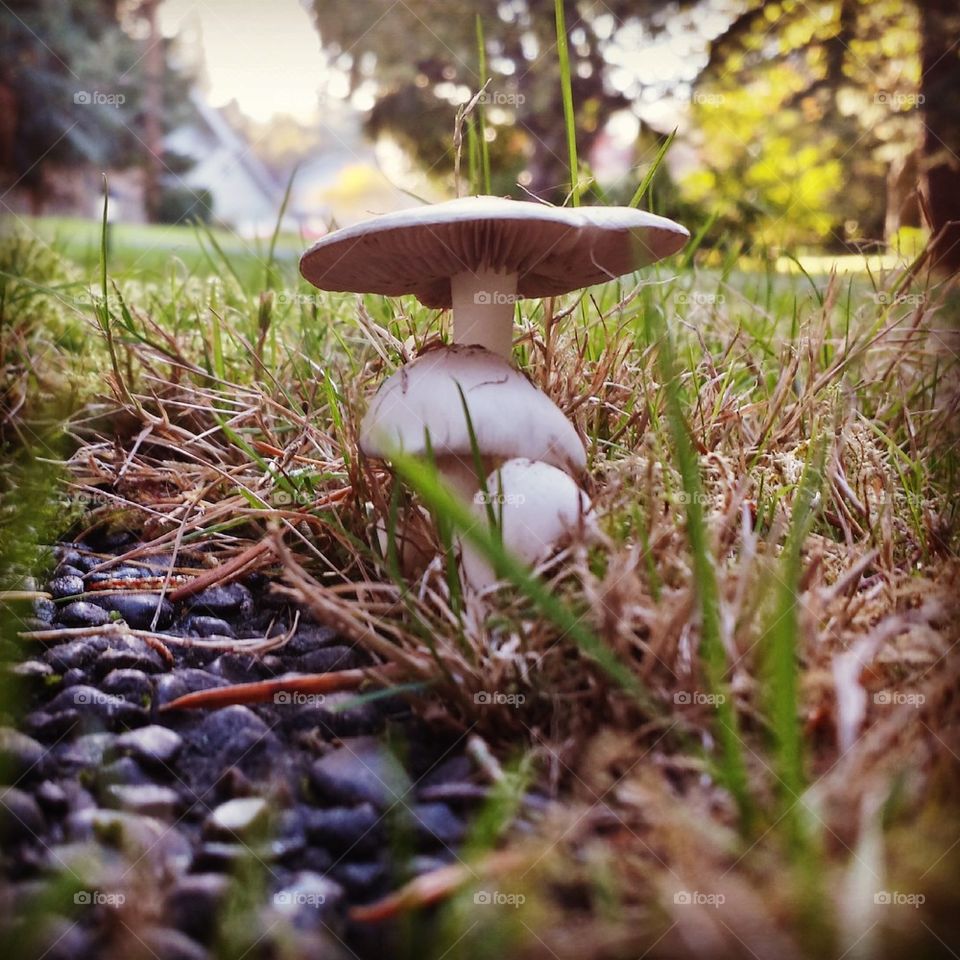 mushroom magic