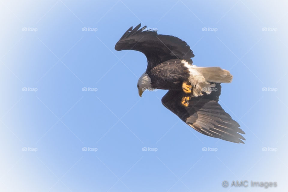 Bald Eagle in Flight in Wisconsin. 