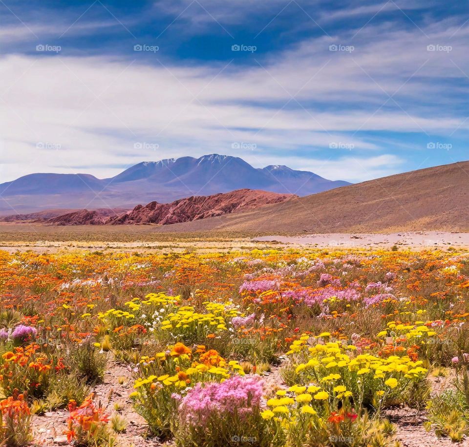 Un campo de flores silvestres en la Región de Atacama