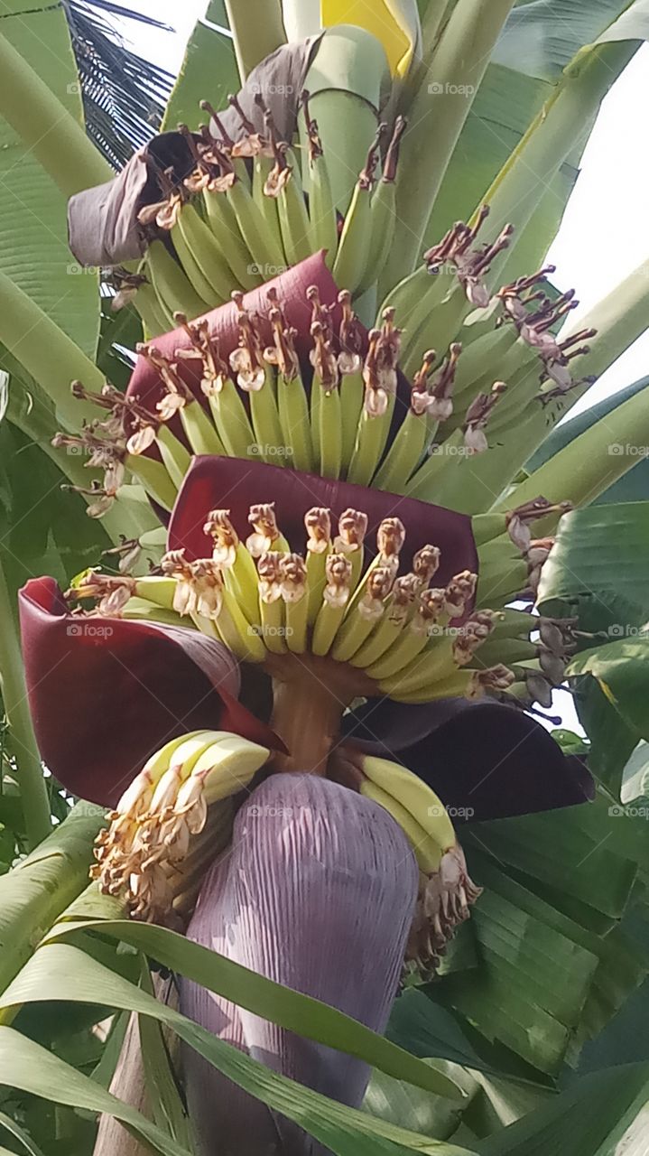 This banana is very very beautyfull and nature