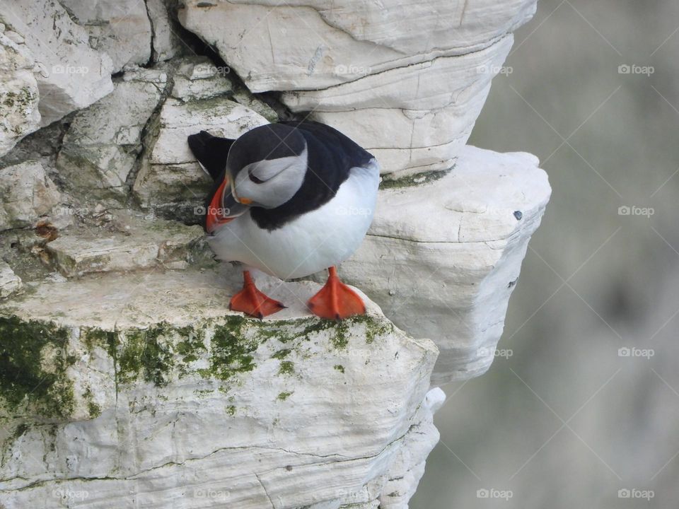 A puffin on a cliff