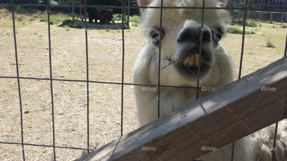 White alpaca in fence