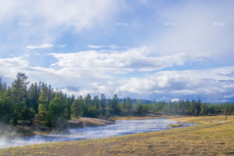 Forest Landscape