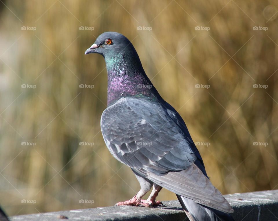 Pigeon on a Railing