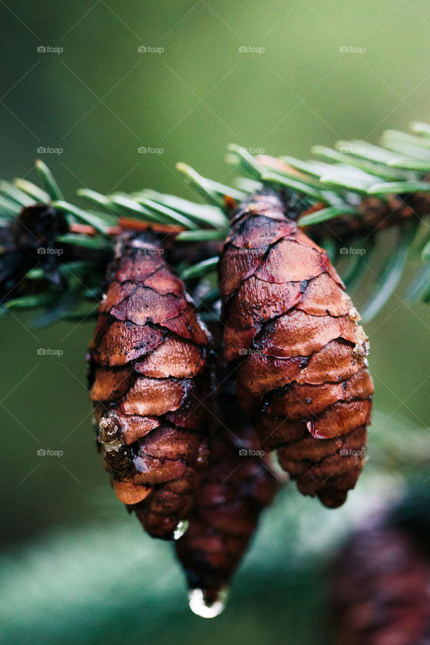 Pine cones and twigs, evergreen plant, rain drop. Wet tree after raining. Natural environment, sustainability. Copy space room for text at top