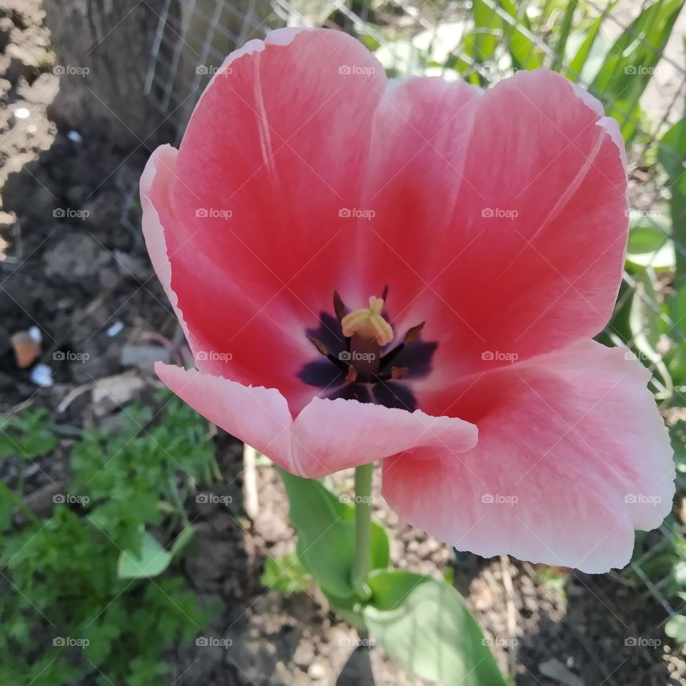 pink tulips