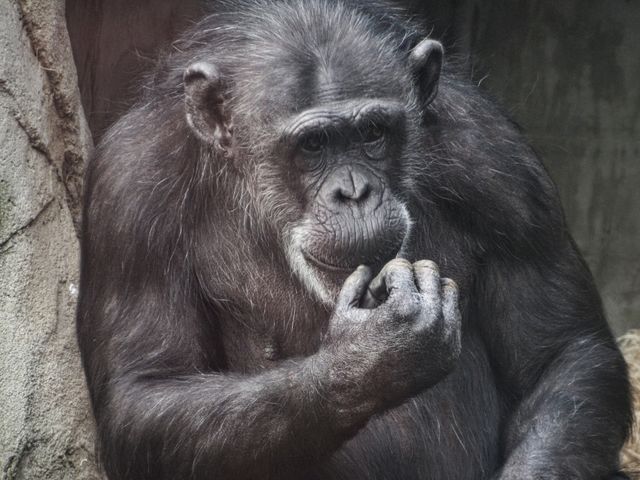 Chimpanzees 