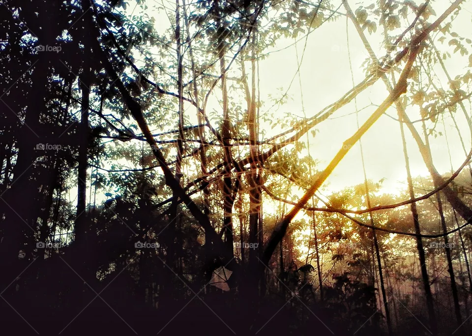 spider web