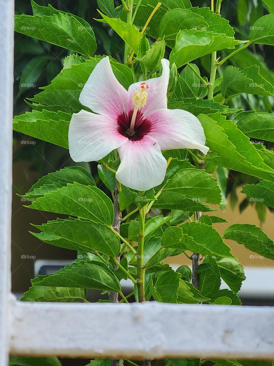 pink center whites hibiscus