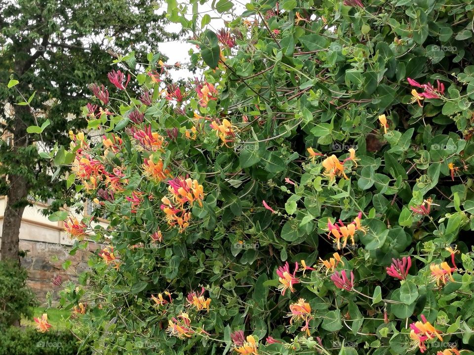 Honeysuckle