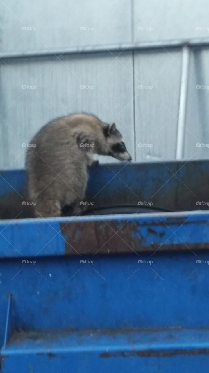 a raccoon leaving a garbage dumpster