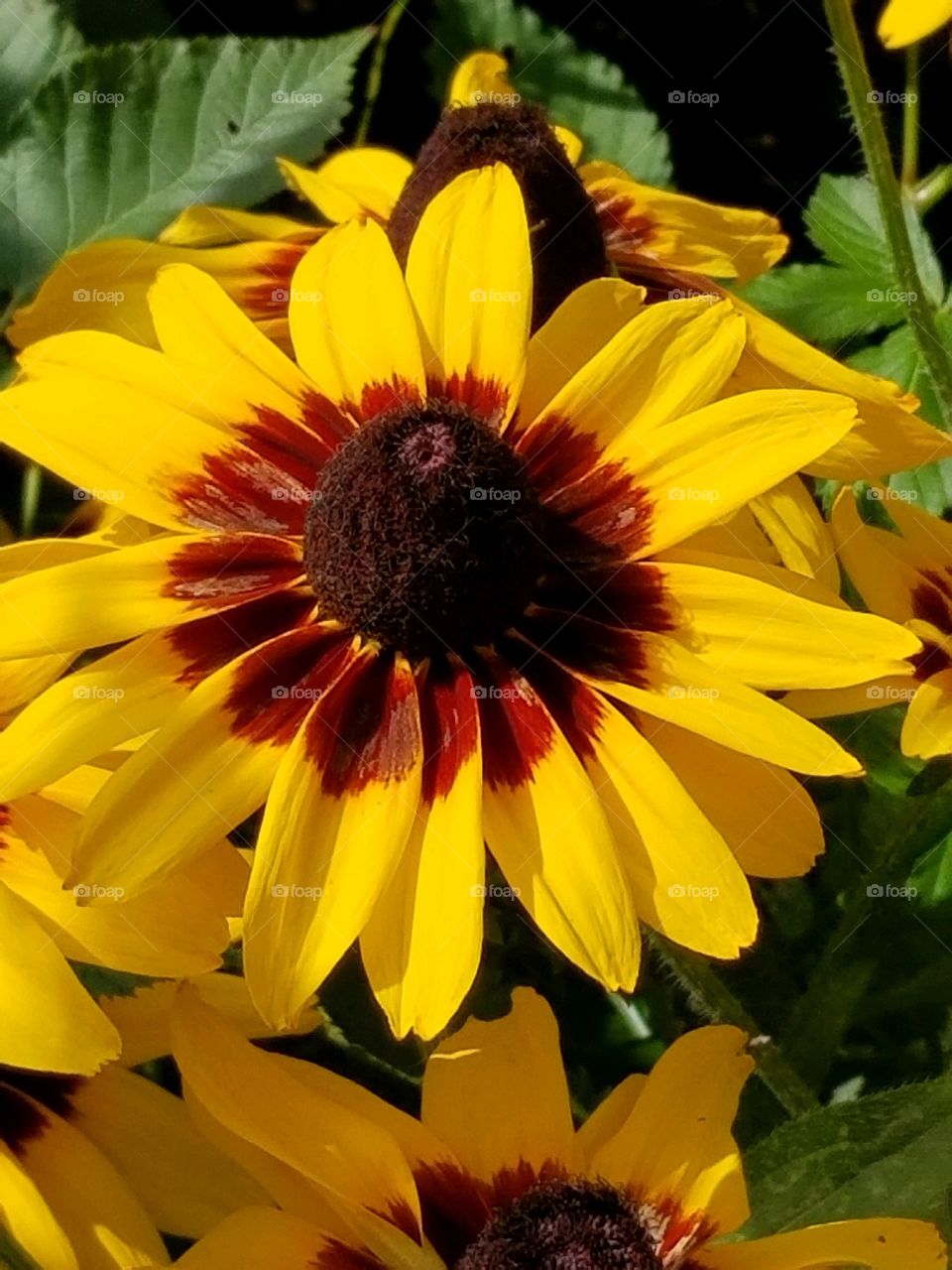 cone flower