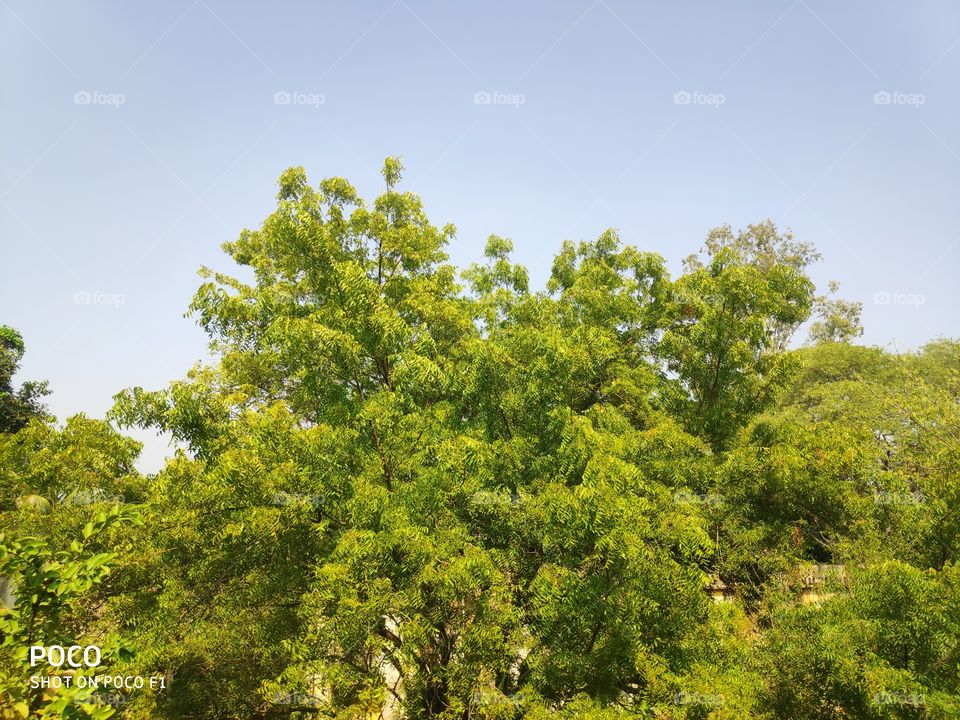 neem tree