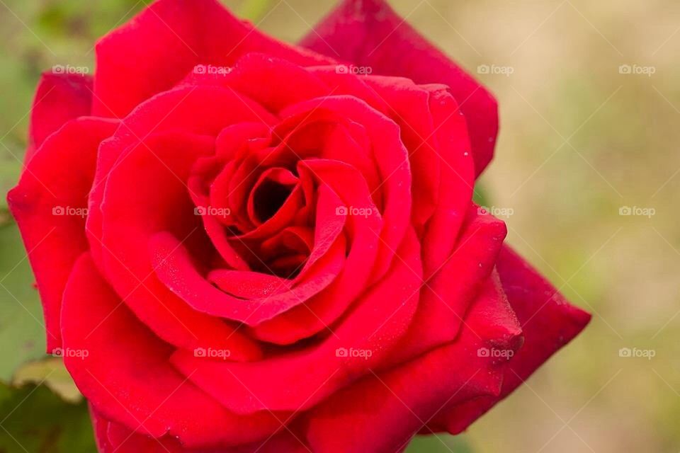 Macro Red Rose