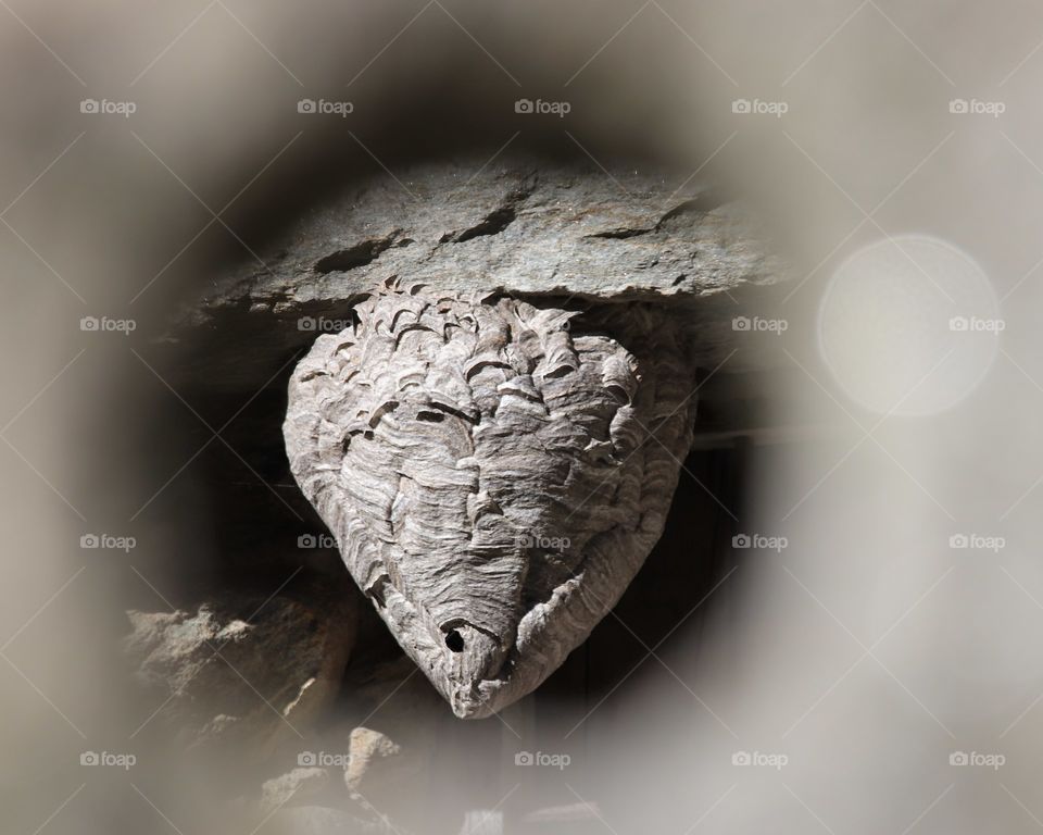 Wasp nest