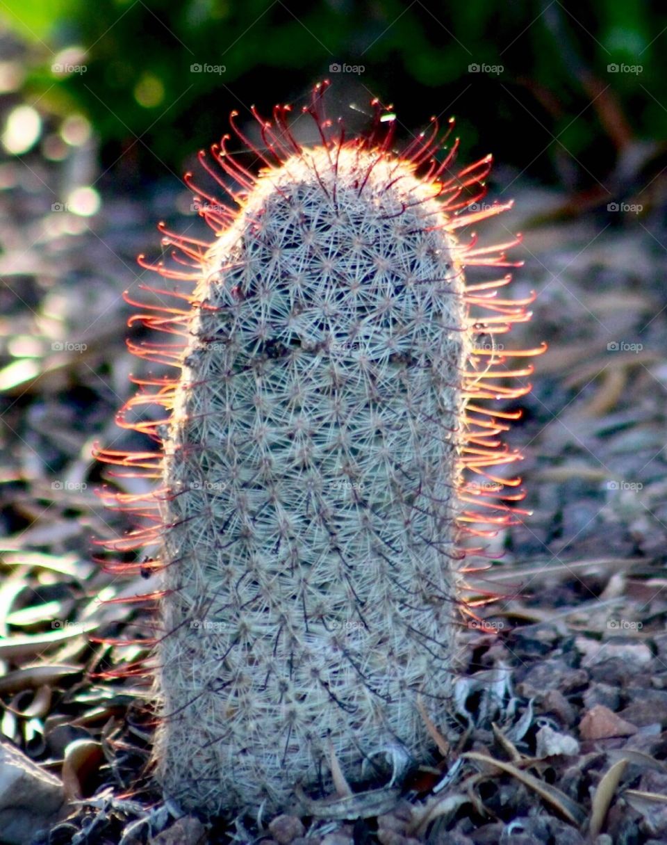 Cactus 
