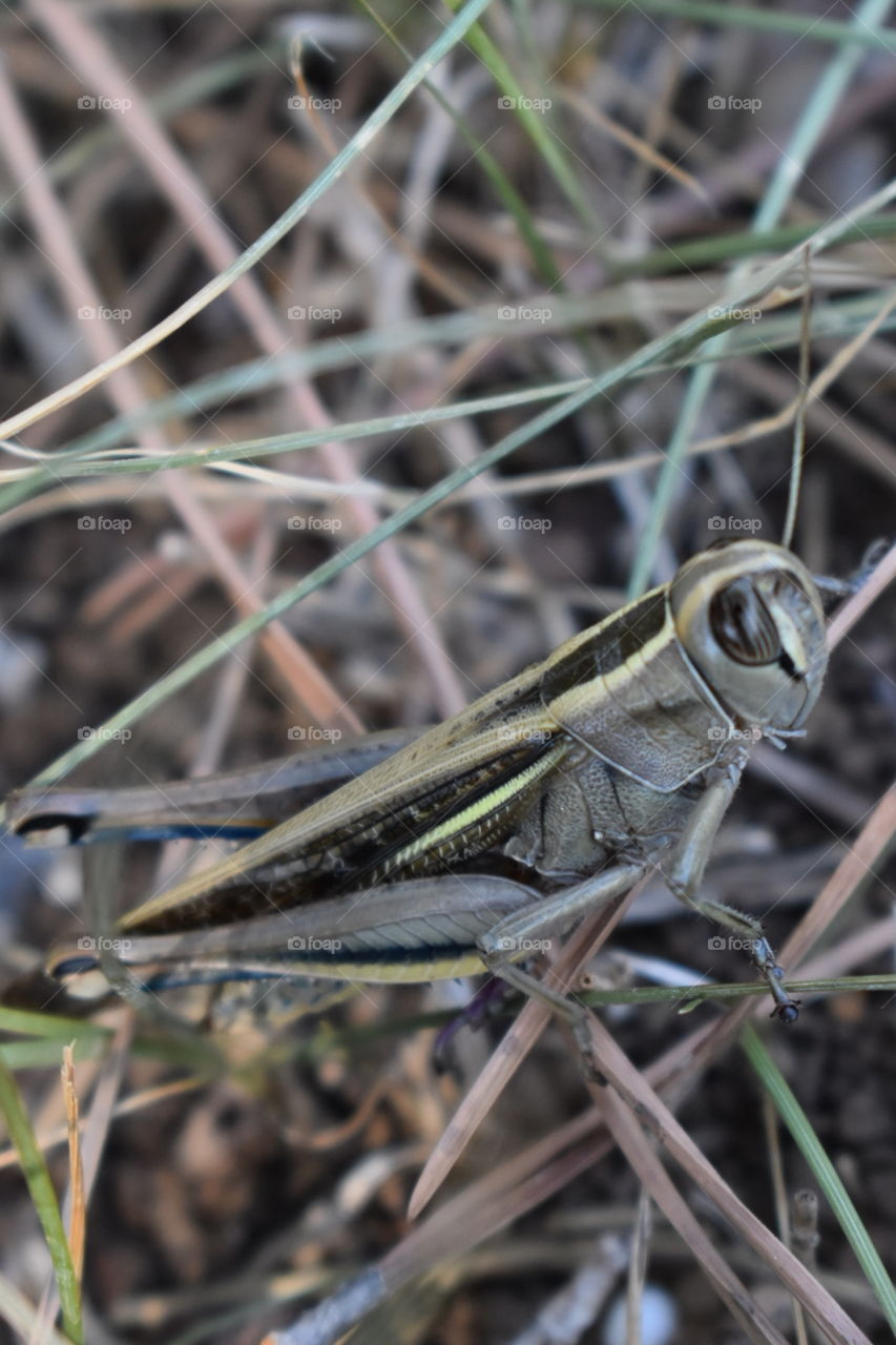 Grasshopper