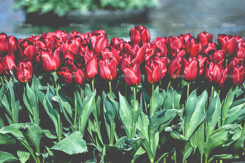 Red flowers / Flores vermelhas