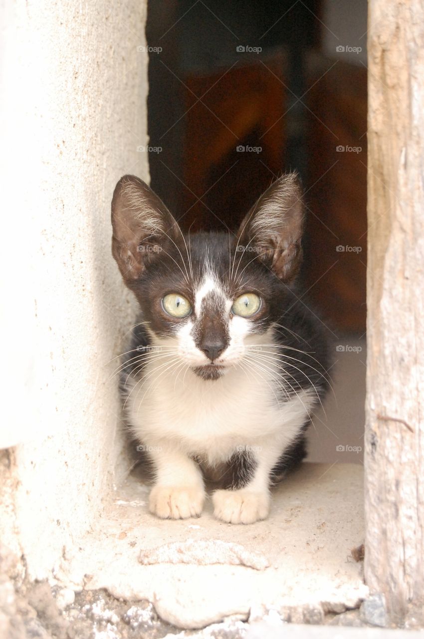 Lutte cat black and Egito