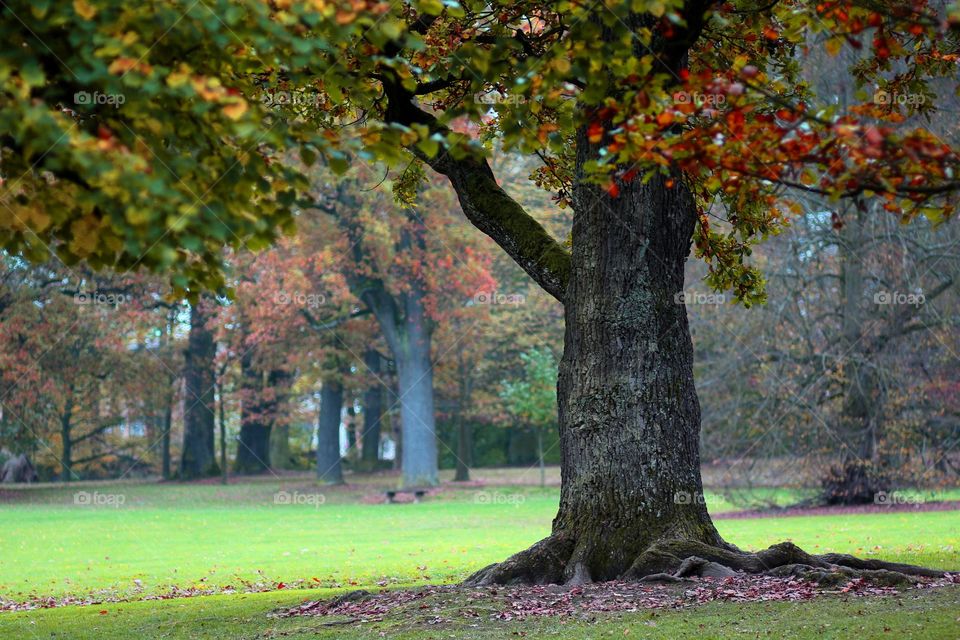 Autumn trees