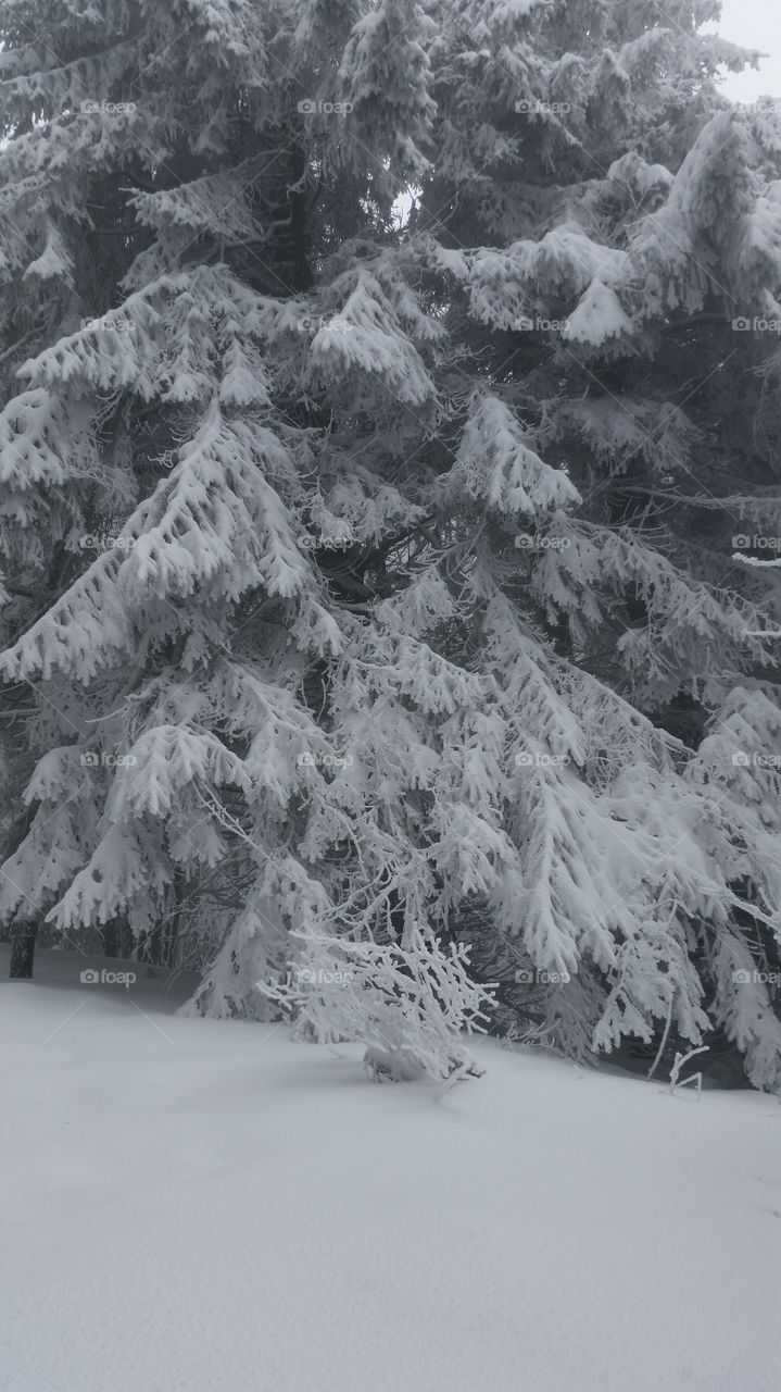 black and white . our climb was 1000 steps from the snow but it was just an uphill
